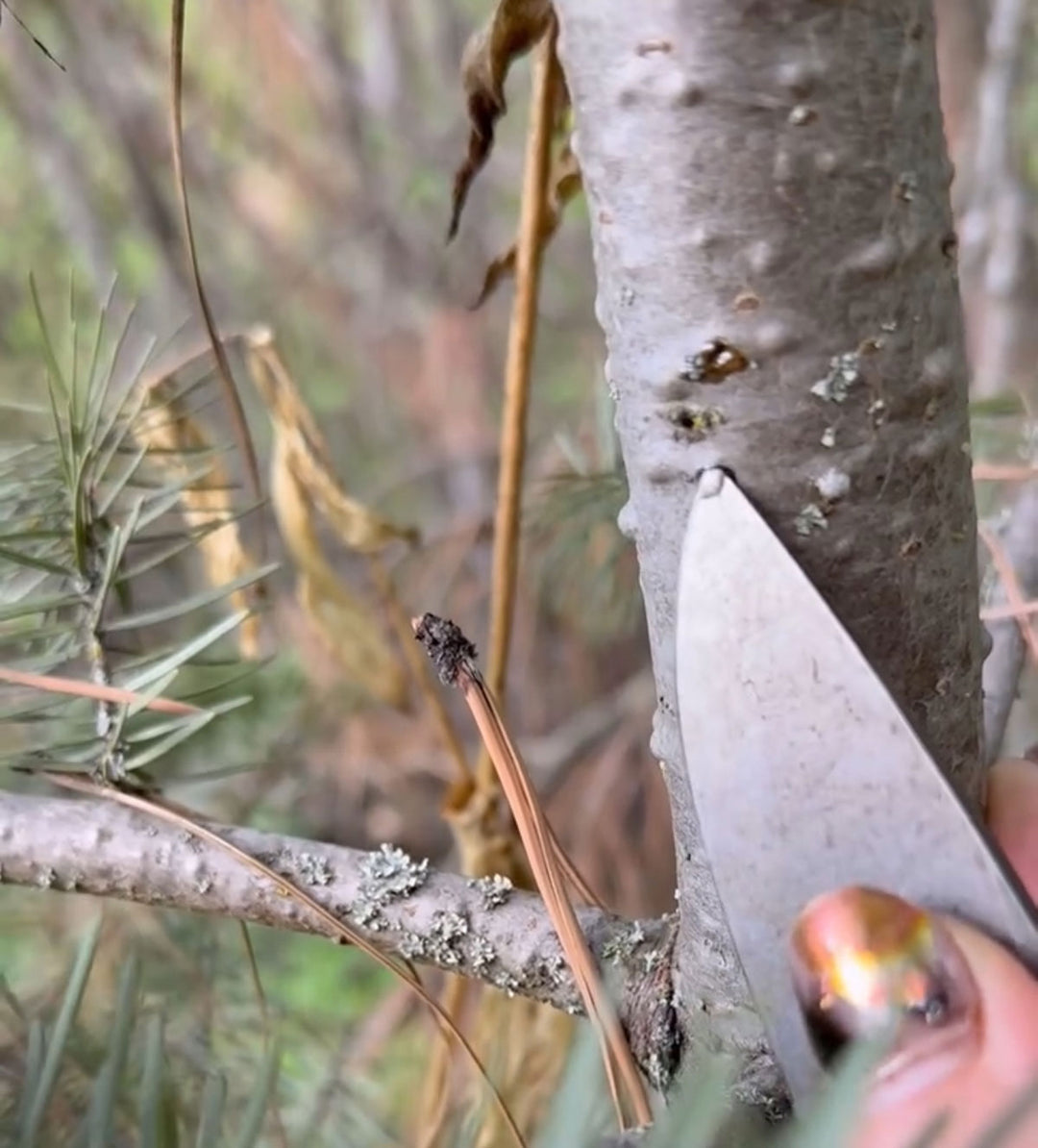 Borealis: Forest Infusion